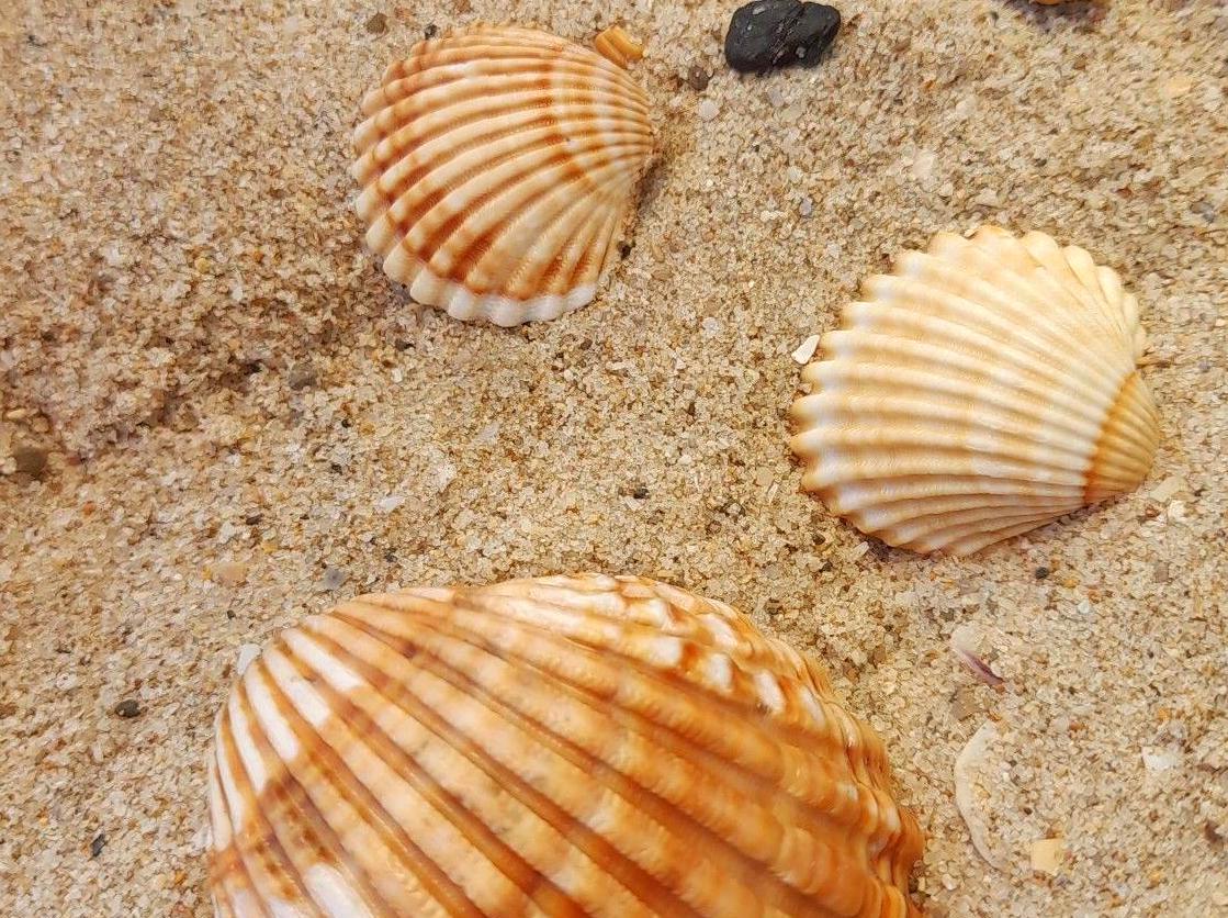 Discover Seashells on Marengo Beach: The Art of Beachcombing