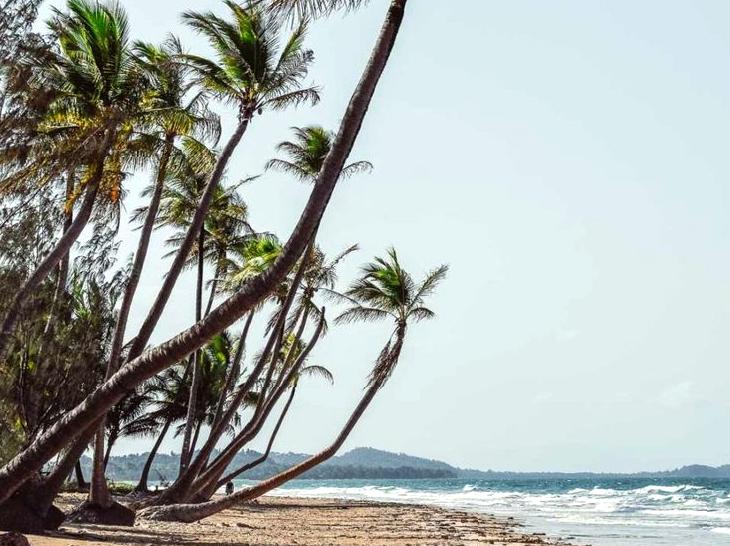 Unveiling the Secrets of Mission Beach's Marine Life