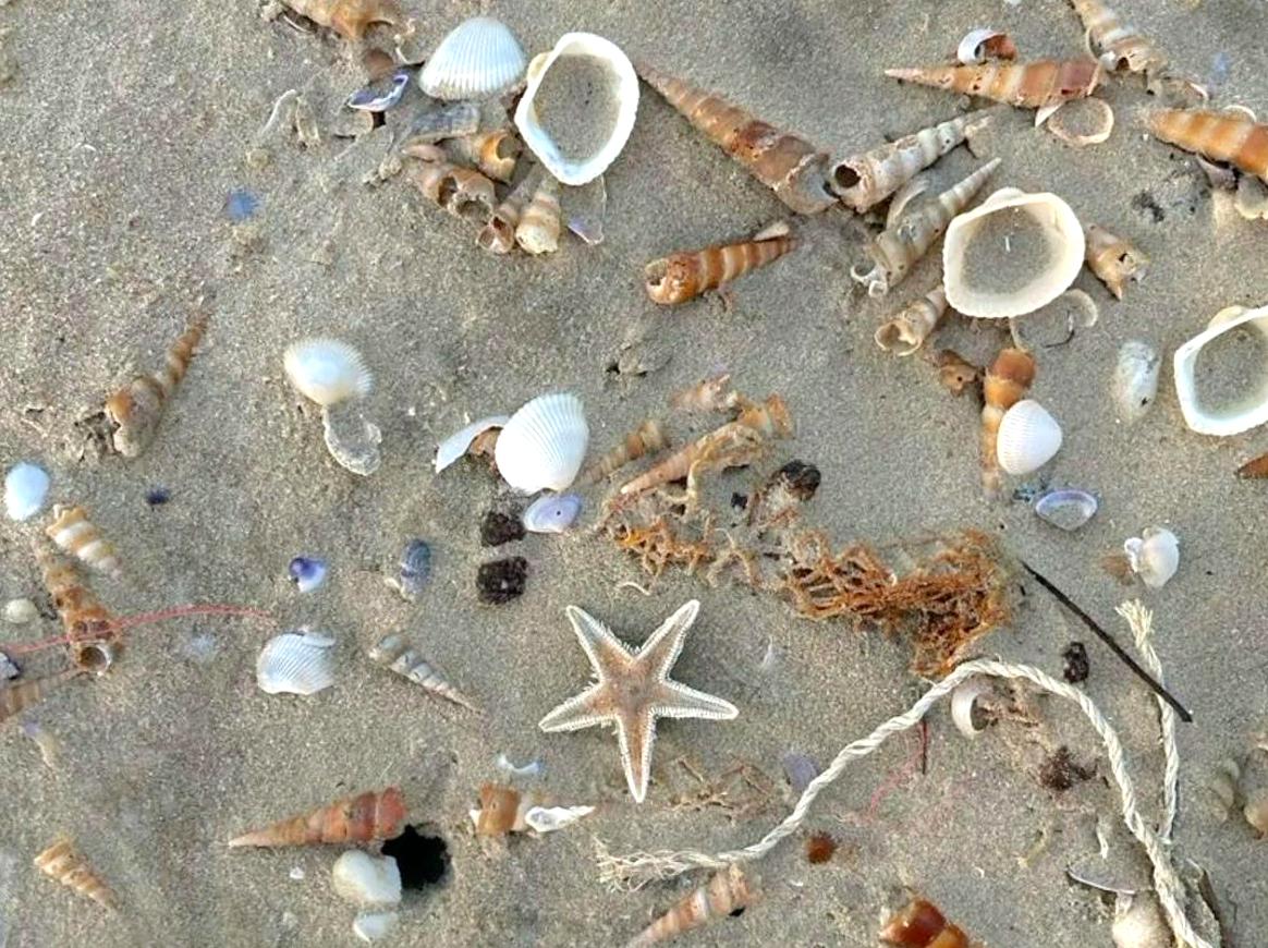 Beachcombing for Shells at Marengo Beach: A Coastal Adventure