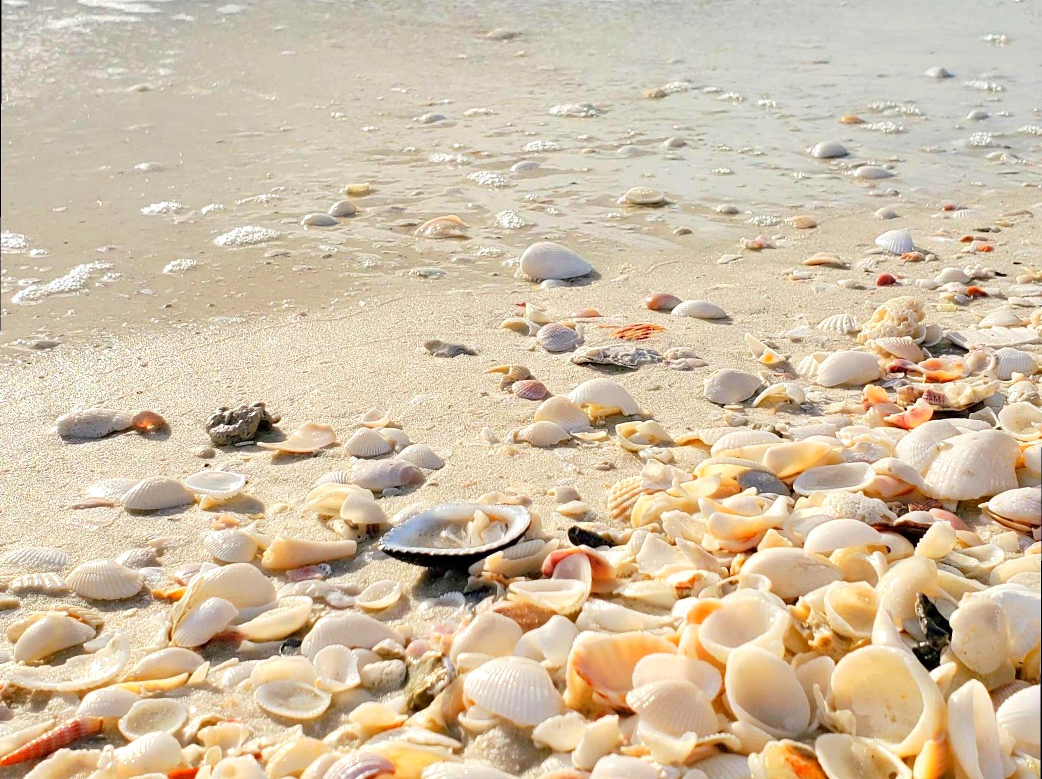 Exploring Marengo Beach: Collecting Unique Seashells